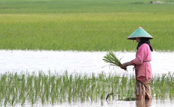 Beras Petani tak Dibeli, Pemerintah Malah Impor