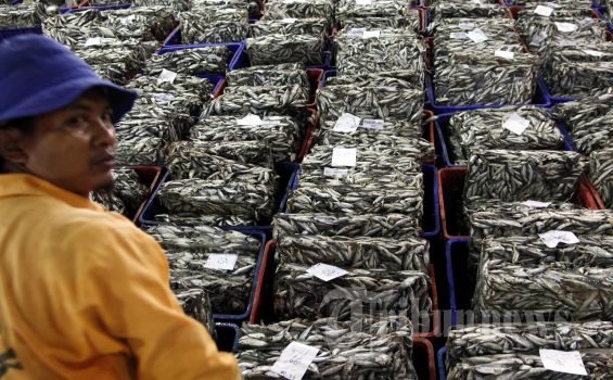 Tersangka Kasus 15 Ton Ikan Berformalin Dilepas, Petugas Beda Pendapat