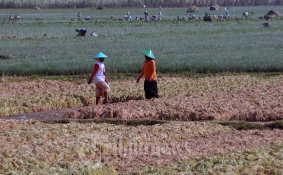BPS Catat Inflasi Mei 2023 Terendah Sejak Januari 2023