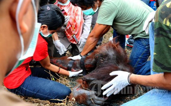 Kondisi Orangutan yang Terbakar Terus Membaik