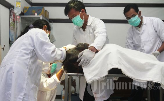 Orangutan yang Terbakar di Pontianak Akhirnya Mati