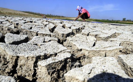 Kementrian Pertanian Siapkan 199 Miliar Atasi Gagal Panen