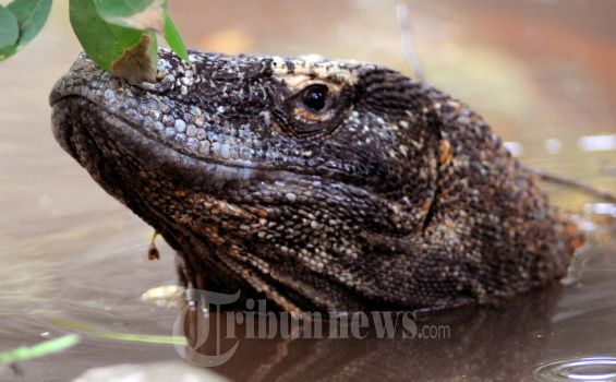 Kini Giliran Komodo Kebun Binatang Surabaya Mati