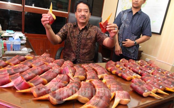 Pemburu Burung Enggang Masih Berkeliaran
