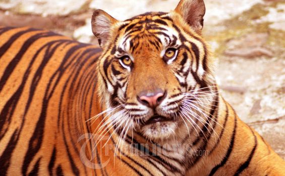 Harimau Berkeliaran di Merlung