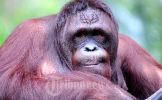 Jokowi Jadi Nama Bayi Orangutan di Kebun Binatang Solo