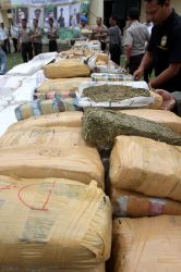 39 Batang Ganja Diamankan