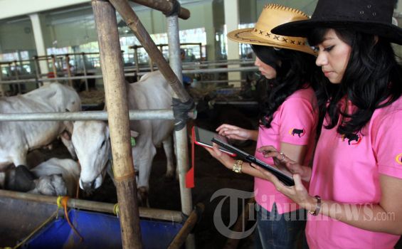 Lelang Sapi Tembus Rp 3,25 Miliar