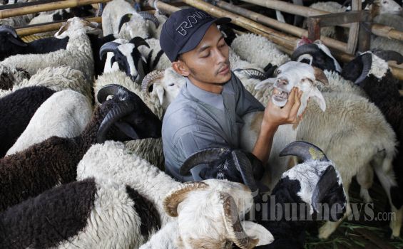 PKS Sulsel Siapkan 1.000 Sapi Kurban