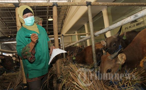 750 Petugas Disebar Awasi Kesehatan Hewan Kurban