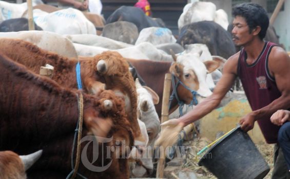 Ribuan Sapi Perah Hilang Sejak Ramadan