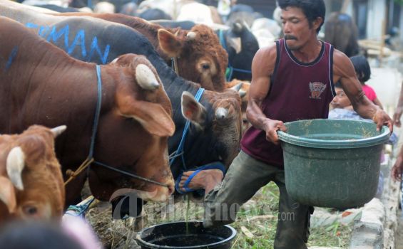 23 Ribu Hewan Kurban Disembelih di Jakarta Timur