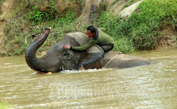 Gajah Melewati Desa di Jambi Jadi Siklus Tahunan