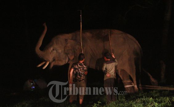 Seekor Gajah Liar di China Menerobos Masuk ke Dalam Hotel Karena Kelaparan