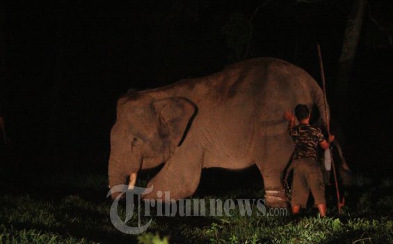Puluhan Gajah Kepung Desa Tanjung