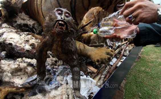 Marak Perdagangan Satwa Liar, Fraksi NasDem Dukung Revisi UU Konservasi