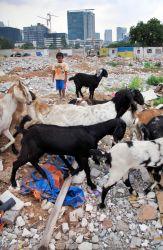 Kafe di Jepang Pekerjakan Kambing sebagai Penarik Pengunjung