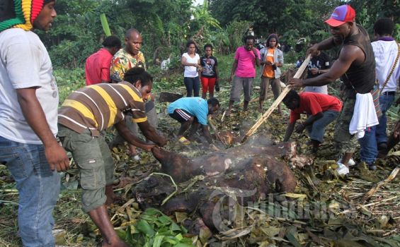 Perludem: Pesta Bakar Batu Sebelum Pilkada Harus Diawasi