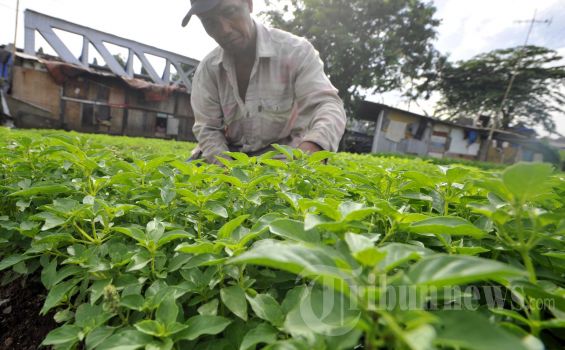 Biasanya Buat Lalapan, Ketahui Manfaat Daun Kemangi untuk Kesehatan