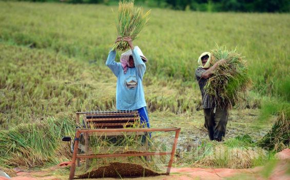 Kemampuan Petani dan Upah Harian Buruh Tani Kompak Naik