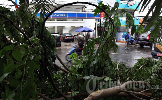 Mobil Tertimpa Pohon Tumbang, Ini Prosedur Tuntut Ganti Rugi ke Dinas Kehutanan