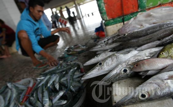 Ikan Asal Larantuka Positif Berformalin