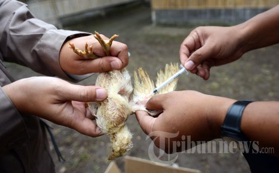 Cegah Penyebaran Penyakit, Ratusan Unggas di Jakarta Selatan Diperiksa