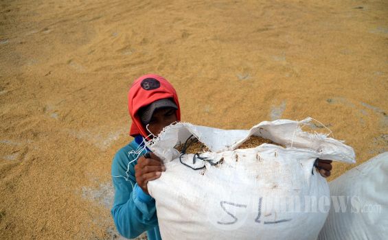 Juni 2018 Harga Beras Turun, Harga Gabah Naik
