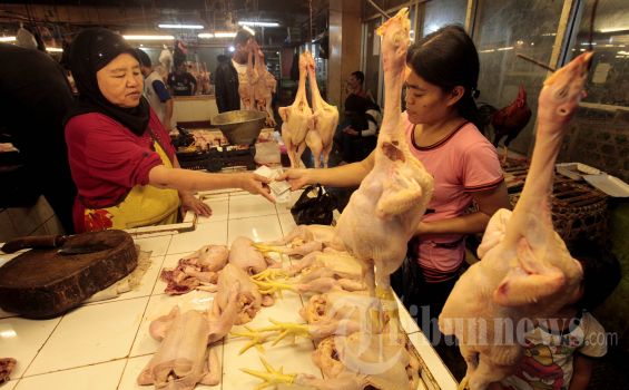 Pelemahan Rupiah Pukul Bisnis Ternak Ayam