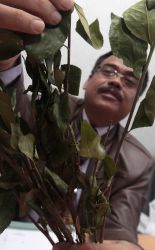 BNN Sebut Konsumsi Katinone Terancam Denda Rp 8 M