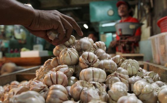 Kewajiban Tanam Bawang Putih bagi Importir Terhambat Keterbatasan Lahan