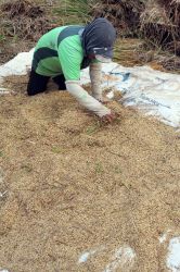 Harga Gabah Kering di Subang Turun