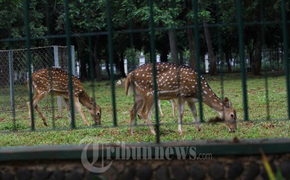 Artis Cilik Nizam Bawa Sekeranjang Makanan Rusa Tutul Monas