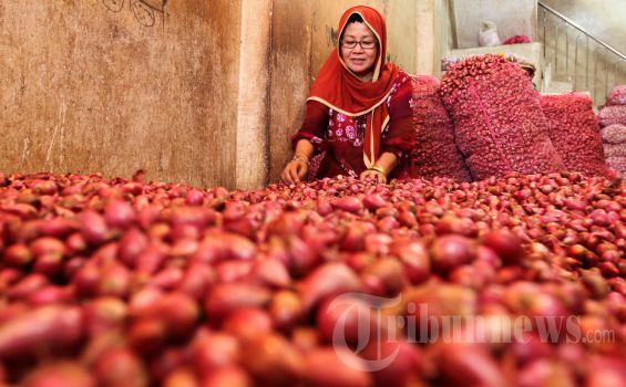 Harga Bawang Merah Rp 75 Ribu per Kilogram