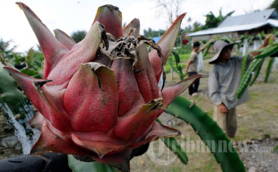 Jelang Imlek Penjualan Buah Naga Naik