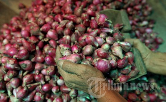 Pedagang Tidak Berani Menyetok Bawang Merah