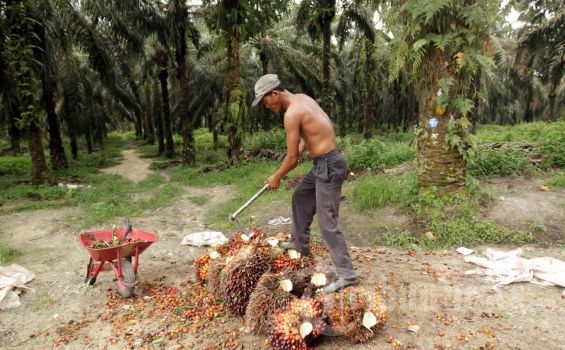 Moeldoko: Ada Gap Lebar di Produktivitas Perkebunan Sawit Rakyat dengan Swasta