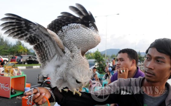 Hadi Nekat Mencuri Burung Bripka Roni