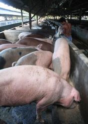 BPS: Babi Asal Indonesia Diminati Pasar Mancanegara