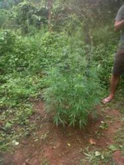 Polisi Temukan 1,5 Hektare Ladang Ganja di Way Kanan