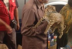 Pedagang Satwa Lindung di Jatim Pindah Jualan Lewat Internet