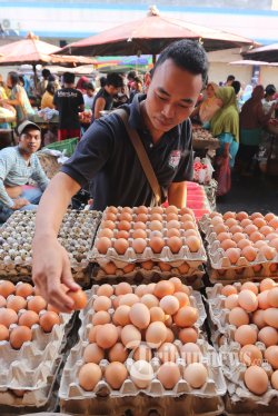 Akhir Bulan, Harga Telur dan Daging Ayam Bakal Naik
