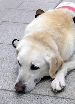 Polisi Jepang Buru Penusuk Anjing Labrador