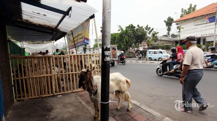 Tak Mau Ditertibkan, Pedagang Kurban Mengaku Sudah Dapat Izin dari Haji Lulung