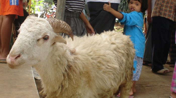 Tips Hilangkan Bau Prengus Kambing dengan Kunyit dan Bawang Putih