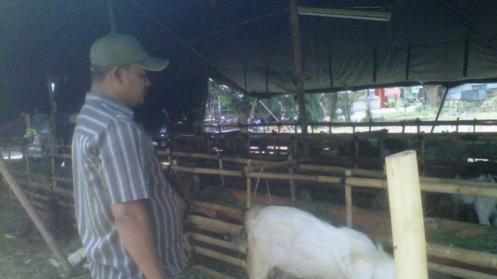 Kambing Seharga  Rp 2 Juta Kok Segede Kancil