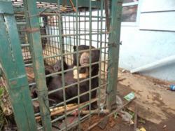 Warga Sungai Jambu Terbiasa Menghadapi Beruang