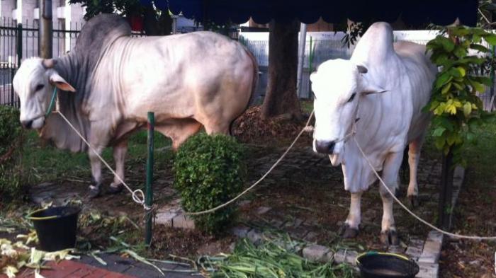 PNS Pemprov DKI Sumbang 80-an Sapi Kurban