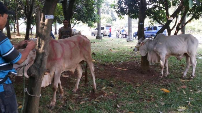 Jumlah Hewan Kurban di Masjid DPR Merosot Dari Tahun Lalu