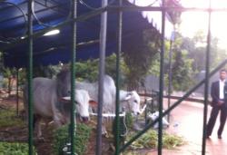 Tahun Ini Istiqlal Sembelih 48 Sapi dan 12 Ekor Kambing